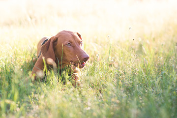 Wall Mural - Portrait of a beautiful young dog lying in the grass on a sunny day. A brown cute dog lays in a park on the grass on a summer day and looks to the side. Magyar vizsla. Copyspace