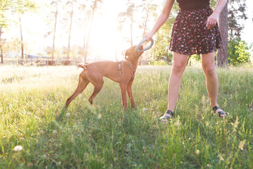 Wall Mural - Girl in skirt is playing a toy with a beautiful dog in the park on a summer sunny day. Playing the dog in the park.