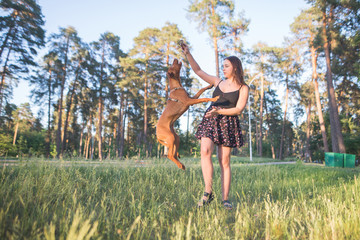 Wall Mural - Girl playing with a dog in a park against trees background. The dog jumps to the girl's hands. Walking and playing with the puppy in the outdoors.