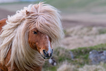 A Portrait Of A Lone Shetland Pony On A Scottish Moor On The Shetland Islands