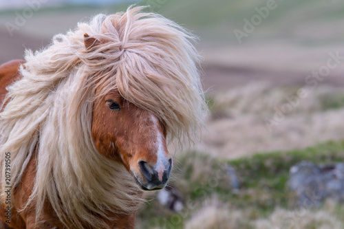 Fotomural A portrait of a lone Shetland Pony on a Scottish Moor on the Shetland Islands
