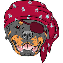 Vector Dog Rottweiler Pirate, Wearing Red Bandana And Eye Patch
