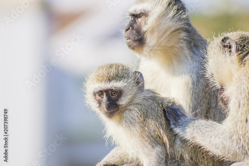 Vervet Monkies cleaning their young Canvas Print