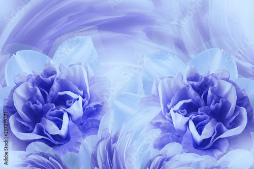 spring background of gently blue violet flowers of narcissuses blue and violet flowers