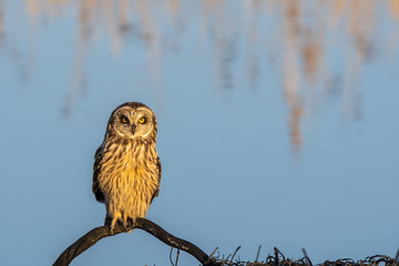 a short-eared owl perched on a low branch close to cause way inside magee marsh wildlife area on a c