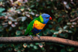 Fototapeta Tęcza - Colorful parrot Lori or Loriinae with blue head sits on branch of tree in forest close up