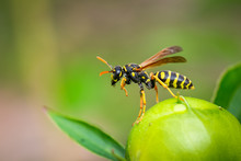 Paper Wasp (Poliste Dominula)