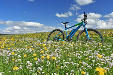 bicycle in a colorful spring meadow with yellow dandelions and white cuckoo flowers under blue sky