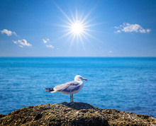 White Seagull On A Marine Stone