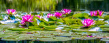 Seerosen (Nymphaea)