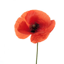 Bright Red Poppy Flower Isolated On White