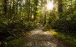 Rainforest Pathway