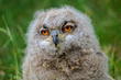A portrait of an Eagle Owl chick