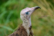 Hooded vulture looks up curiously