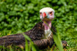 Young White Headed Vulture lies in the grass and sees something interesting