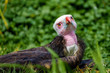 Young White Headed Vulture lies in the grass and looks full of expectations for his food