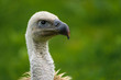 Portrait of a Ruppell's Vulture 