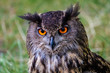 A portrait of Eurasian Eagle Owl