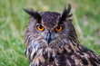 A portrait of an Eurasian Eagle Owl