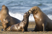 Mother And Baby Sea Lion, Patagonia