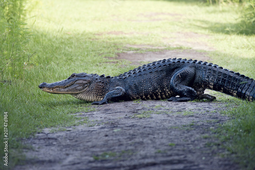 Plakat Amerykańscy aligatory kupują na śladzie