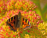 macro butterlfy