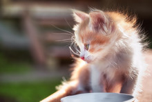 Small Kitten Sits At An Empty Saucer