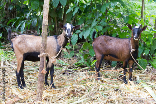 Two white-and-brown-and-black goats tied to a tree Poster