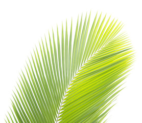 Green coconut leaf isolated on white background