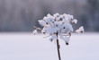 Snow on a plant, winter. Finland 