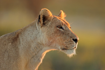 Wall Mural - portrait of an african lioness (panthera leo), kalahari desert, south africa.