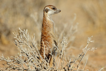 Wall Mural - alert meerkat (suricata suricatta) standing on guard, kalahari desert, south africa.