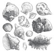 Sea shells sketch set. Grey doodle seashell silhouettes isolated on white background. Vector ocean life hand drawn illustration