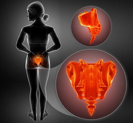 Wall Mural - 3d illustration of sacrum bone pain