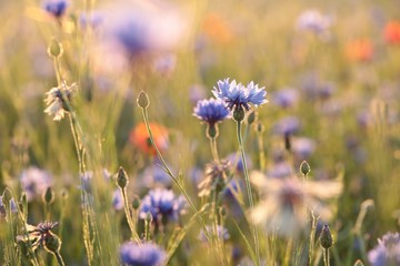 Fotomurales - Cornflowers in the field at sunrise