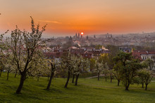 Prague Cityscape. A Beautiful Spring Morning When The Gardens Blossom On Petrin Hill In Prague, Czech Rupublic 