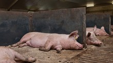 Pigs In Stable. Farming. Sleeping Sows. Animal Welfare. Netherlands. 