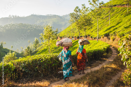 Work in the tea plantations Tableau sur Toile