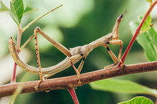 Tropical Stick Insect In Brazilian Garden
