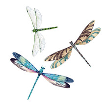 Watercolor Dragonfly Set