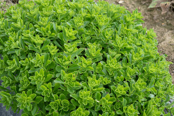 Canvas Print - Small green ground-cover plant in the garden in summer