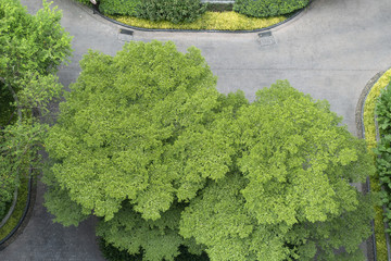 Sticker - Aerial view of tree in the park.