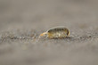 sandhopper, Talitridae, walking, moving, jumping on sand on a scottish beach in May. 
