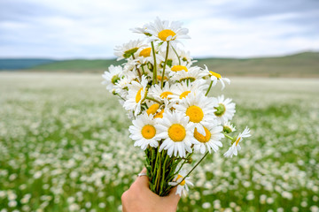 A bouquet of daisies in the hands of a girl.