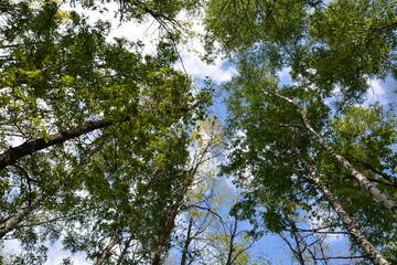the sky above the trees