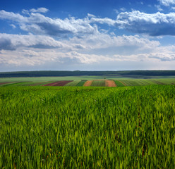 Fotomurales - Wheat field and countryside scenery