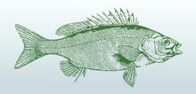 Welchs Grunter, Bidyanus Welchi, A Fish From Australia In Side View. Illustration After A Historical Lithography From The 19th Century. Easy Editable In Layers