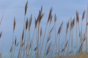 Naklejka na meble Sea oats