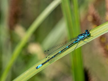 Azure Damselfly On A Blade Of Grass - Coenagrion Puella, Closeup Nature Photo
