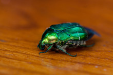 CetoniaClose-up Of An European Rose Chafer (green Rose Chafer) On A Wooden Table